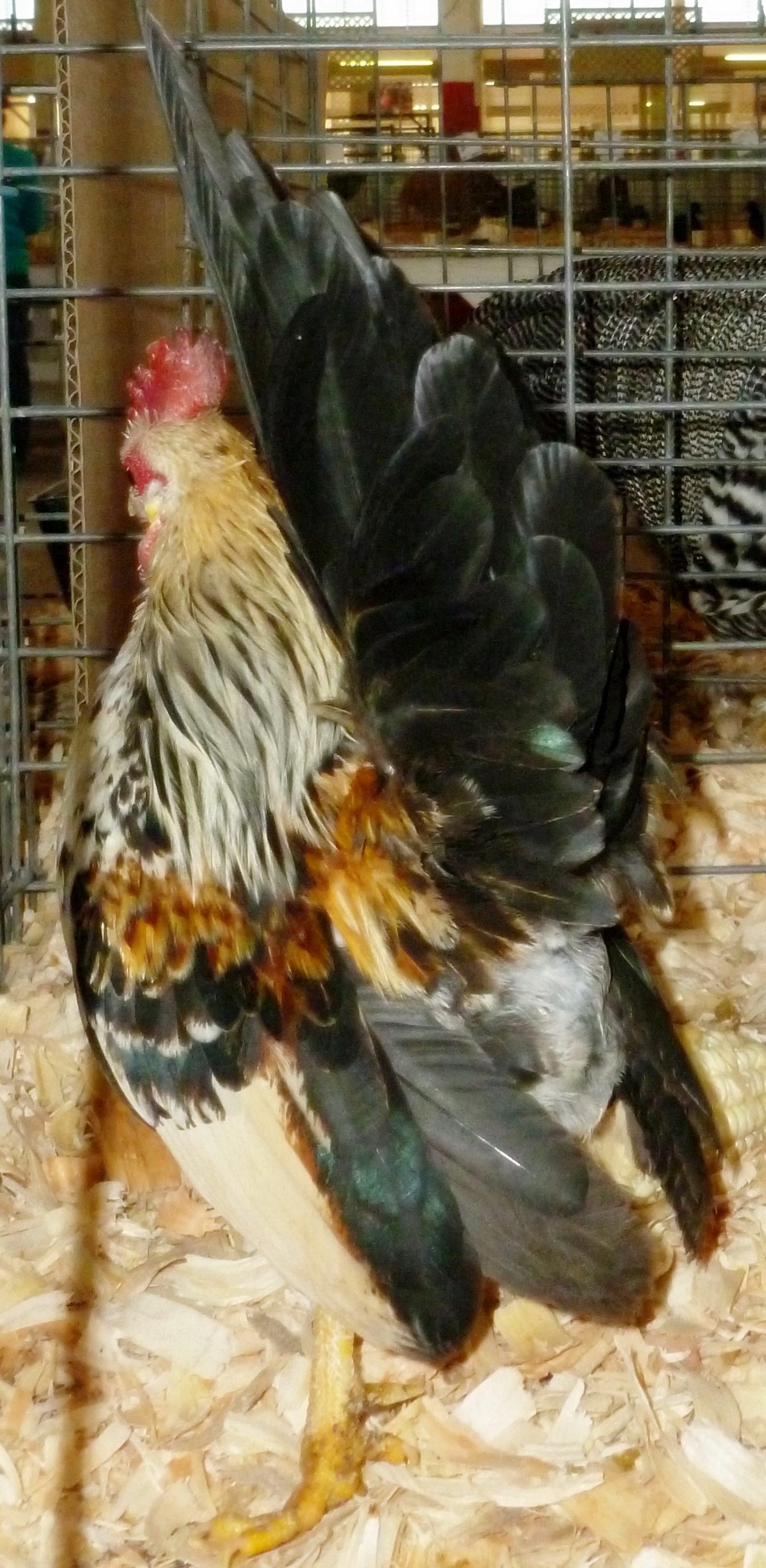 This is LJ who is the sire to the new 2014 breeder roo, we have him in this album because he will sire chicks for 2014 but not in the primary breeding coop. He has sired many beautiful chicks last year, Including the new primary breeder roo in this album. LJ (Lemon Jack) is a Micro-Class at 9.5 ounces, his son that is replacing him is Class A. The judges prefer type over weight, and this seems to be the standard. We try for BOTH