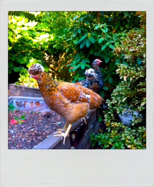 This is Lovisa, followed by Agda & our Bold-Eagle