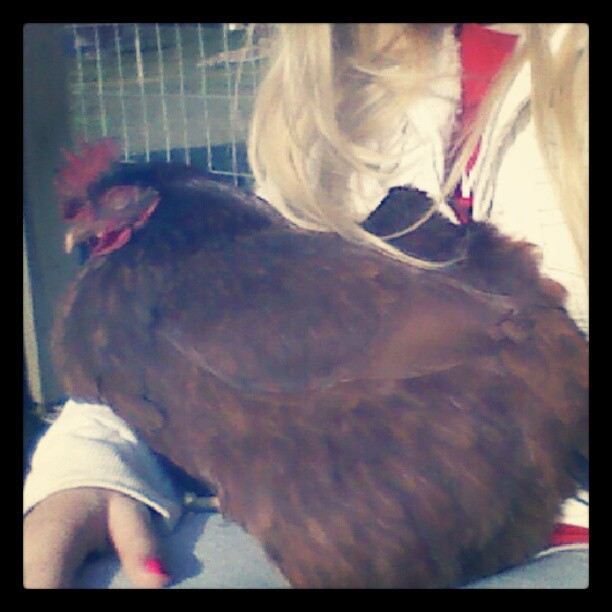 this is Lucille ball. sleeping on her side... bathing in the sun on my lap! xD Luckiest Hen I HAVE ALIVE! She survived a coyote attack. we searched all night if any chicken survived... next morning... she popped out in the middle of the drive way, Cold and scared, we give her special treatment now.