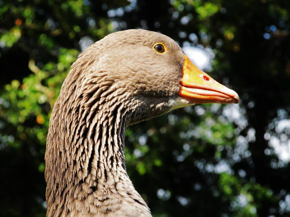*
This is Lucy Goosey (2013)
He is french toulouse :)
