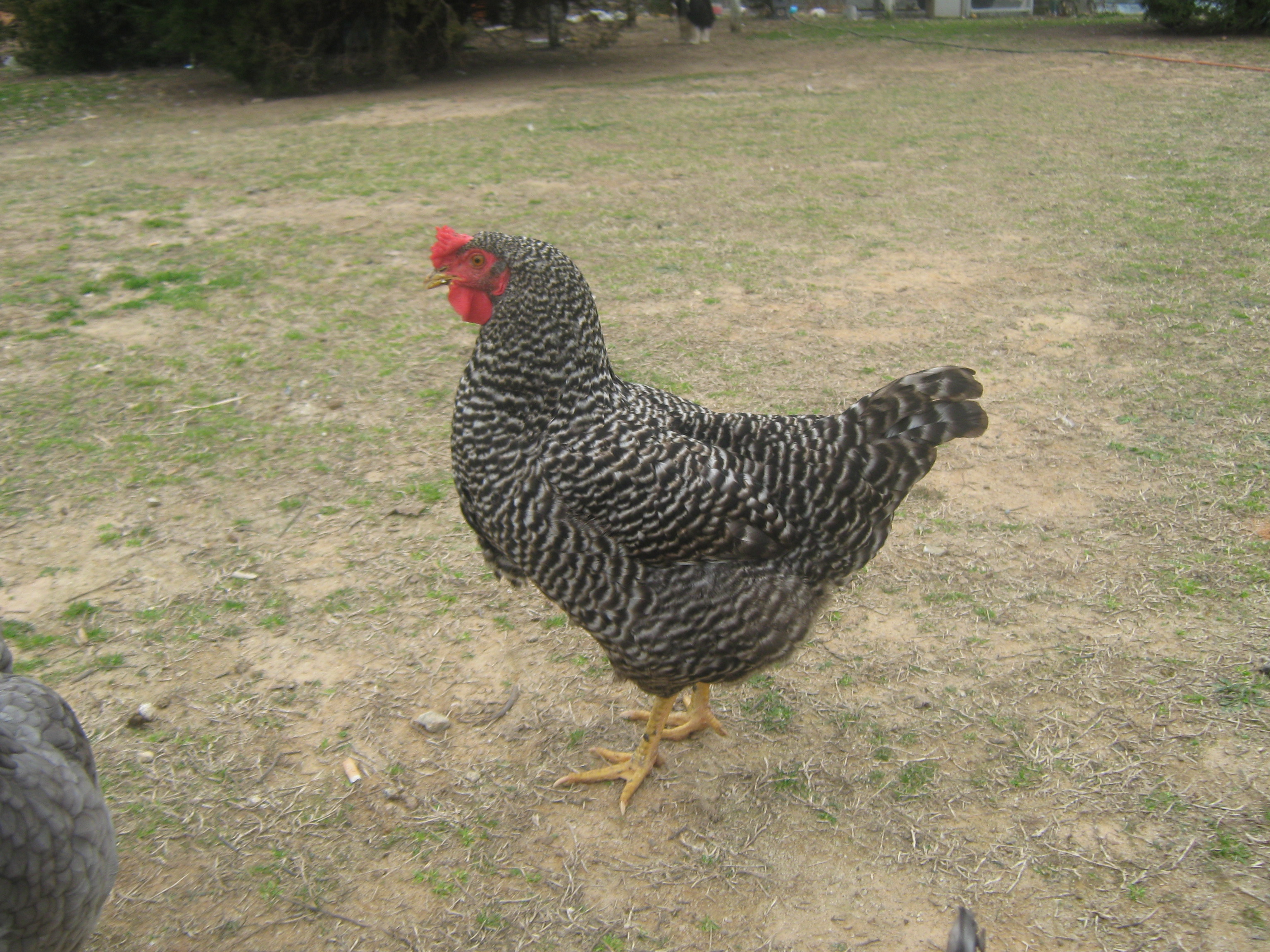 this is Lucy. she was suposed to  be a barred rock but she has a odd comb, ? I won her with Benny last fall.