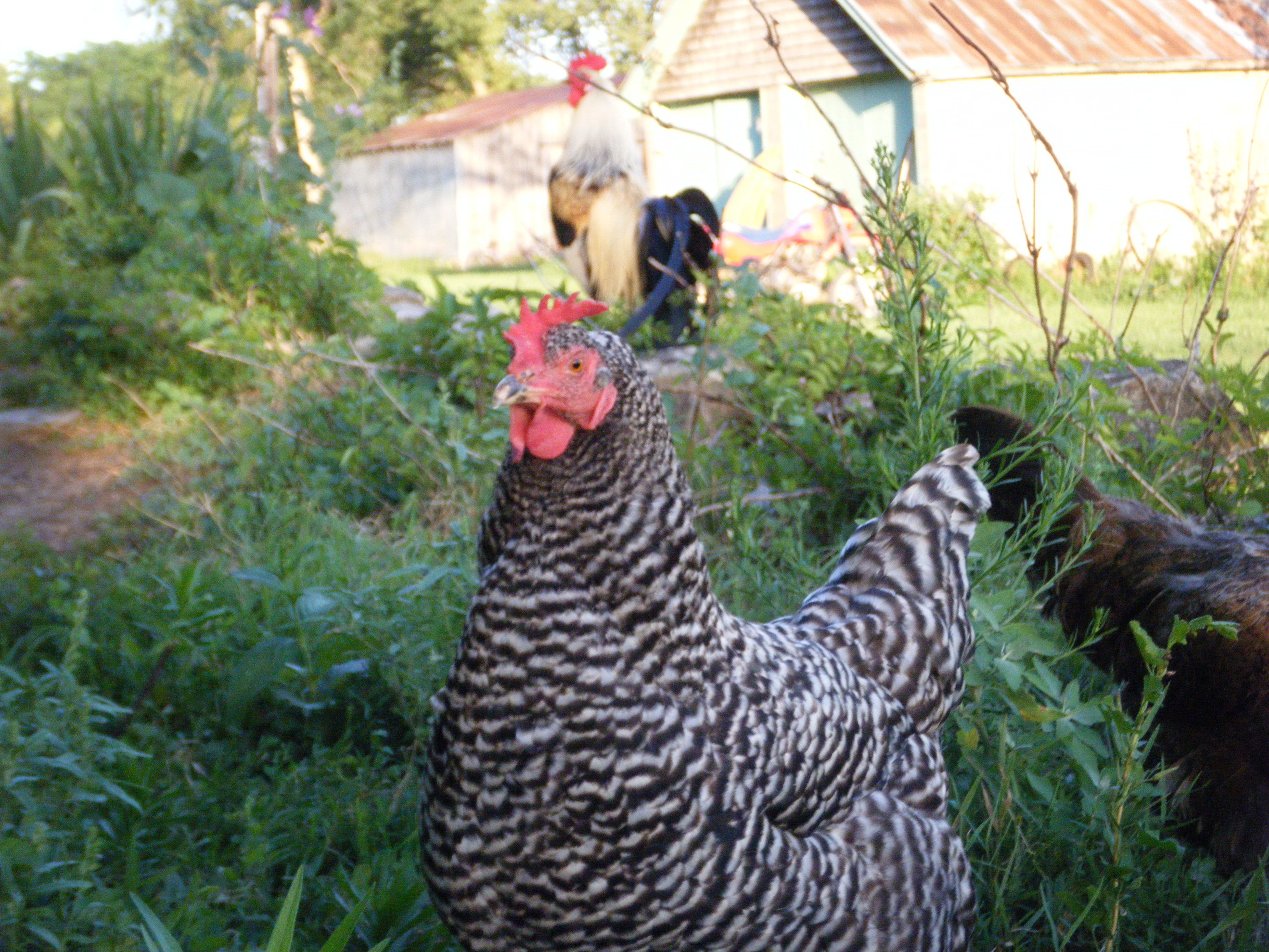 This is Lullabelle's sis, also named Lullabelle.  (I like her better though)