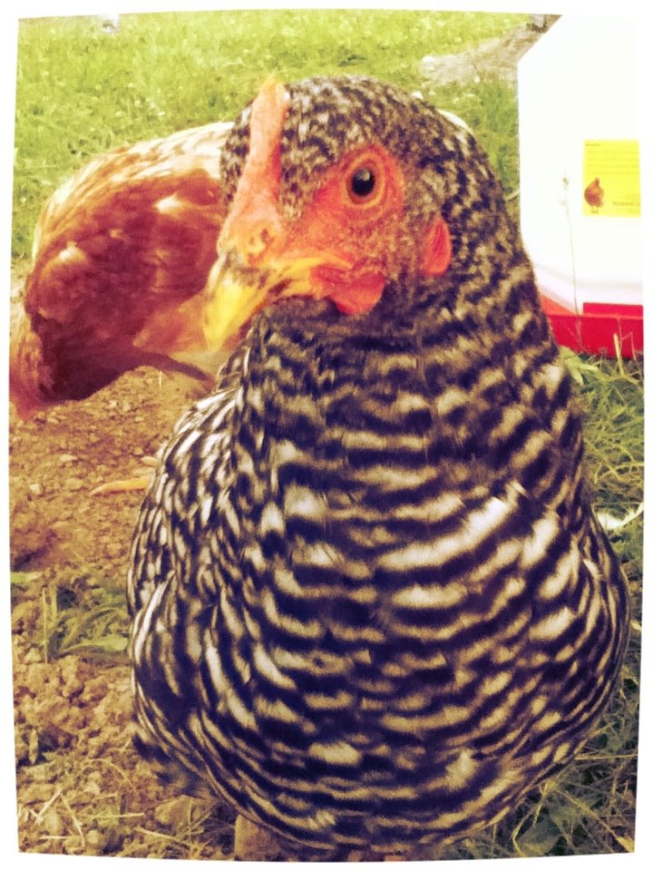 * This is Lulu the main hen of this pack. she keeps everyone in line and she is very much a lady. Walks with great posture and never runs when all the other hens run. (R.I.P) My beautiful Girl <3