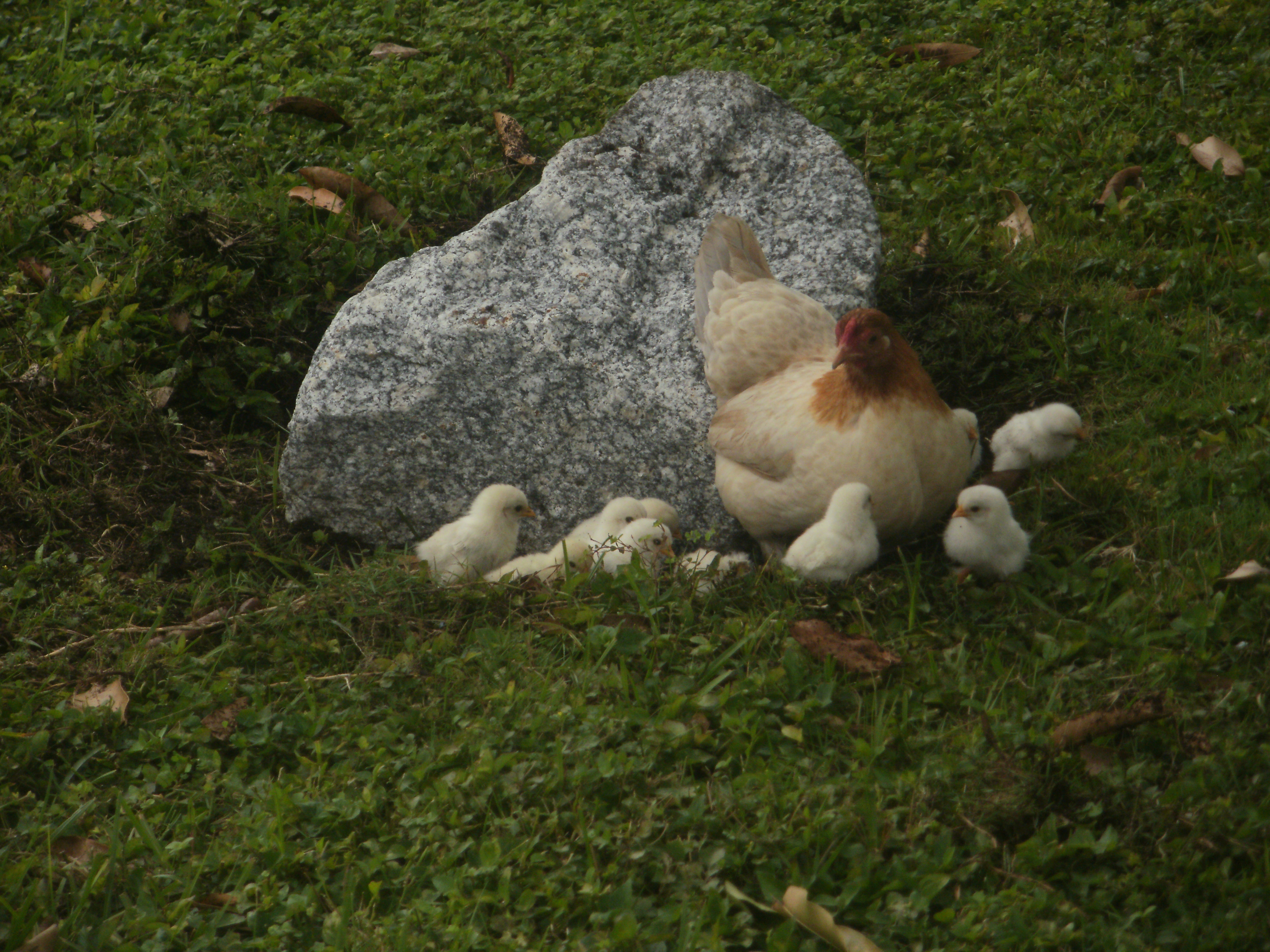 this is Lupe and her babies we saved them one night during a bad rain storm. our neighbor left them outside in the rain with no shelter,and the chicks were only 2 days old, we couldnt leave them out like that, so we brought them in and kept them.