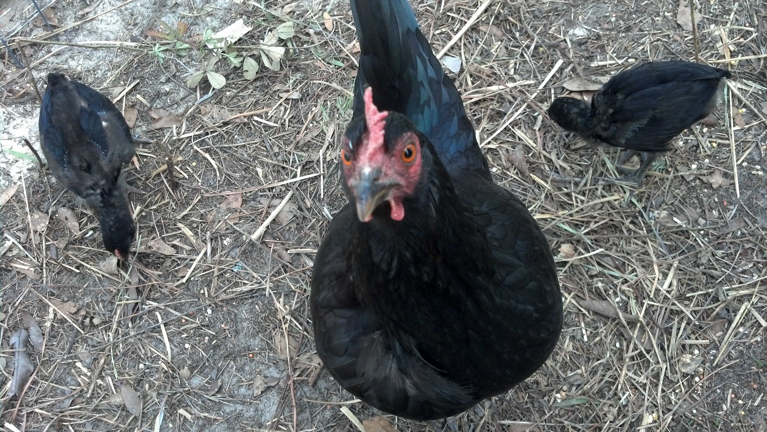 This is Ma Hen