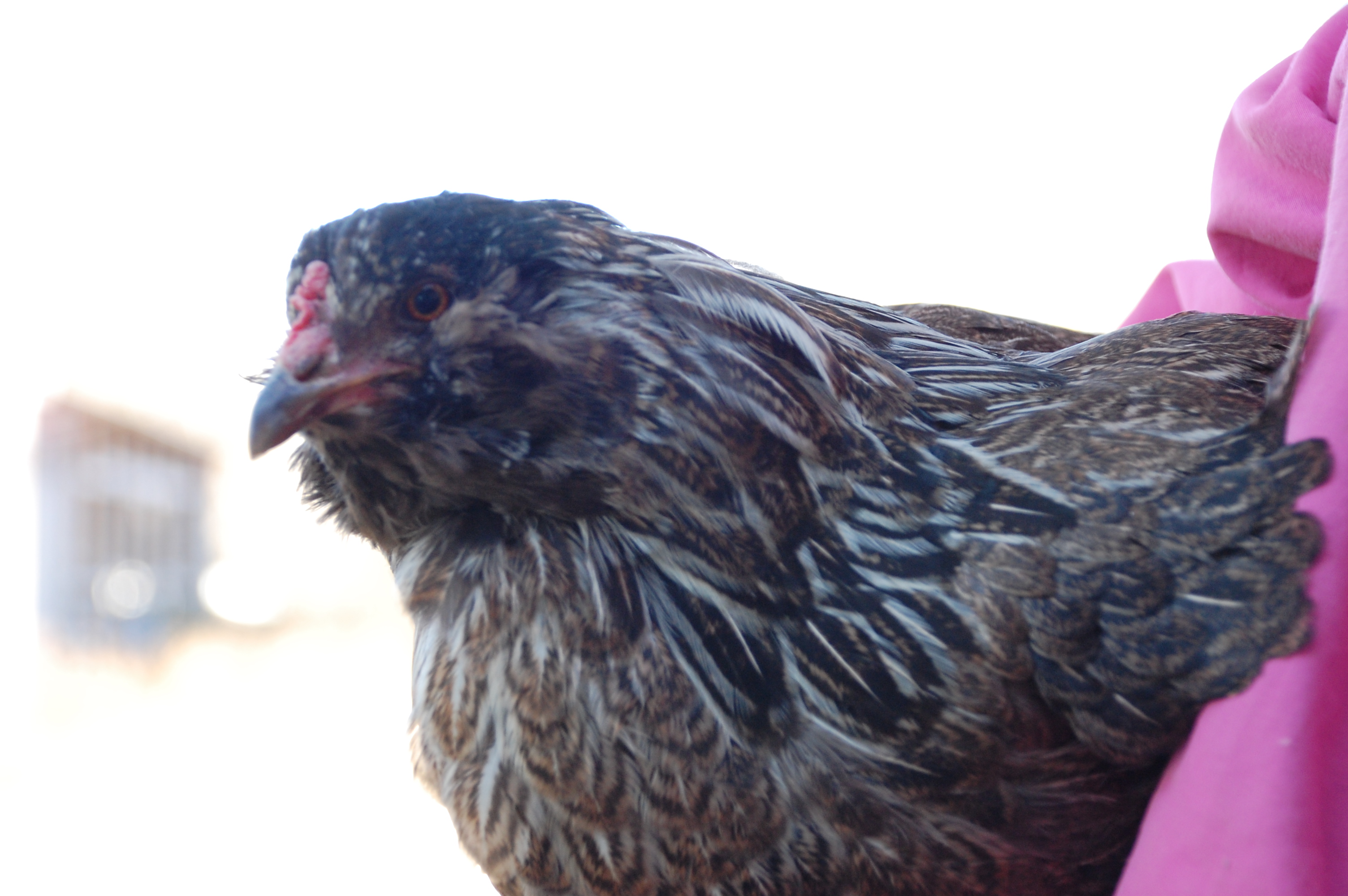 This is Mable. She is my 8-year old chicken. She is the last one left from our first batch of chickens. She will come to you if you kneel down and call her name. She is the sweetest chicken I have EVER had.