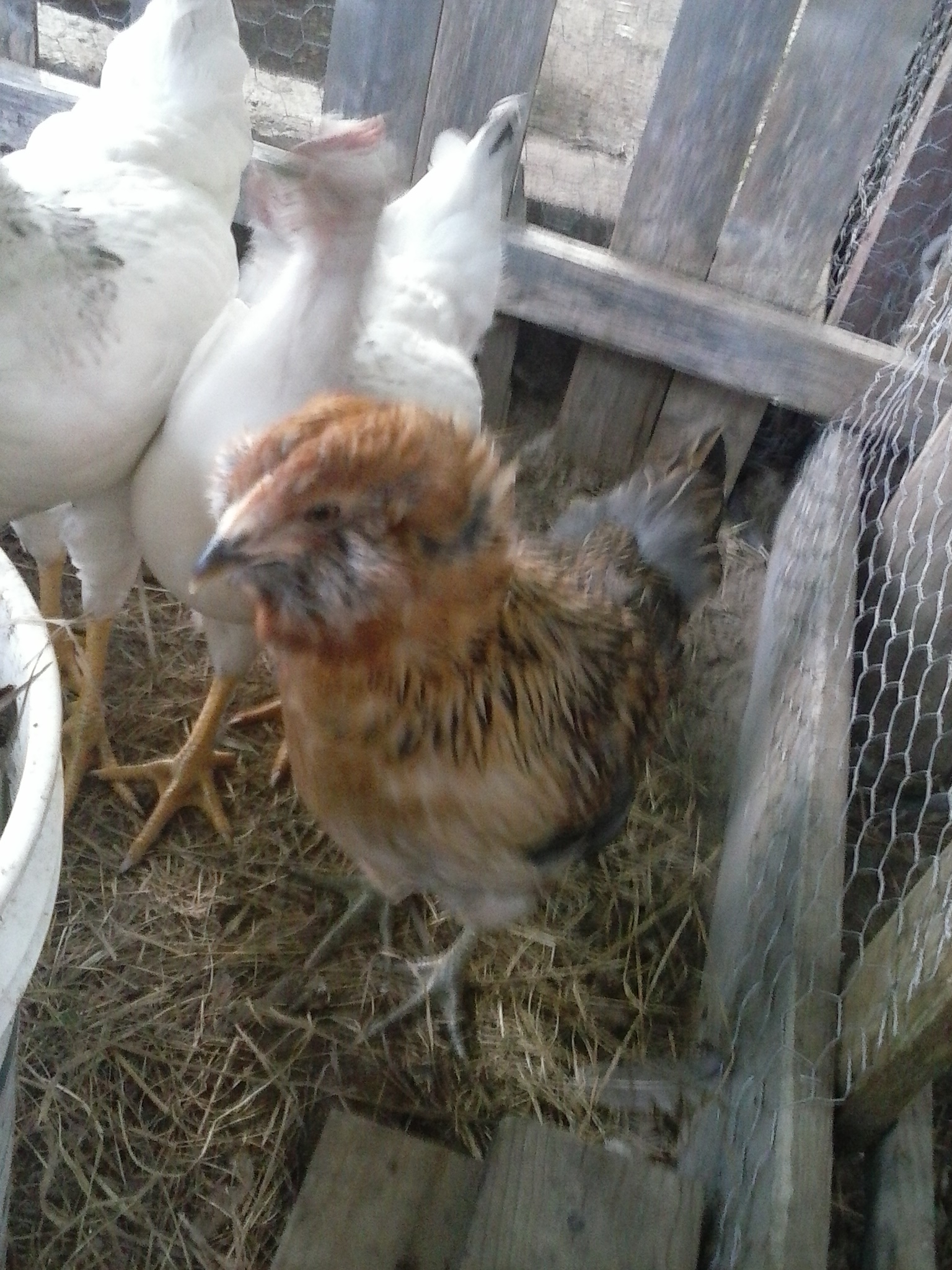 this is mack my arucoma olive egger