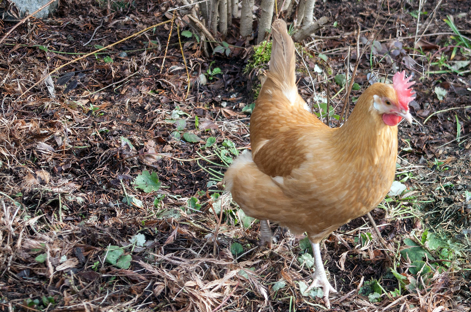 This is Maddie, she was supposed to be a Buff Orp, but clearly isn't.....not sure what she is, but she is such a character!