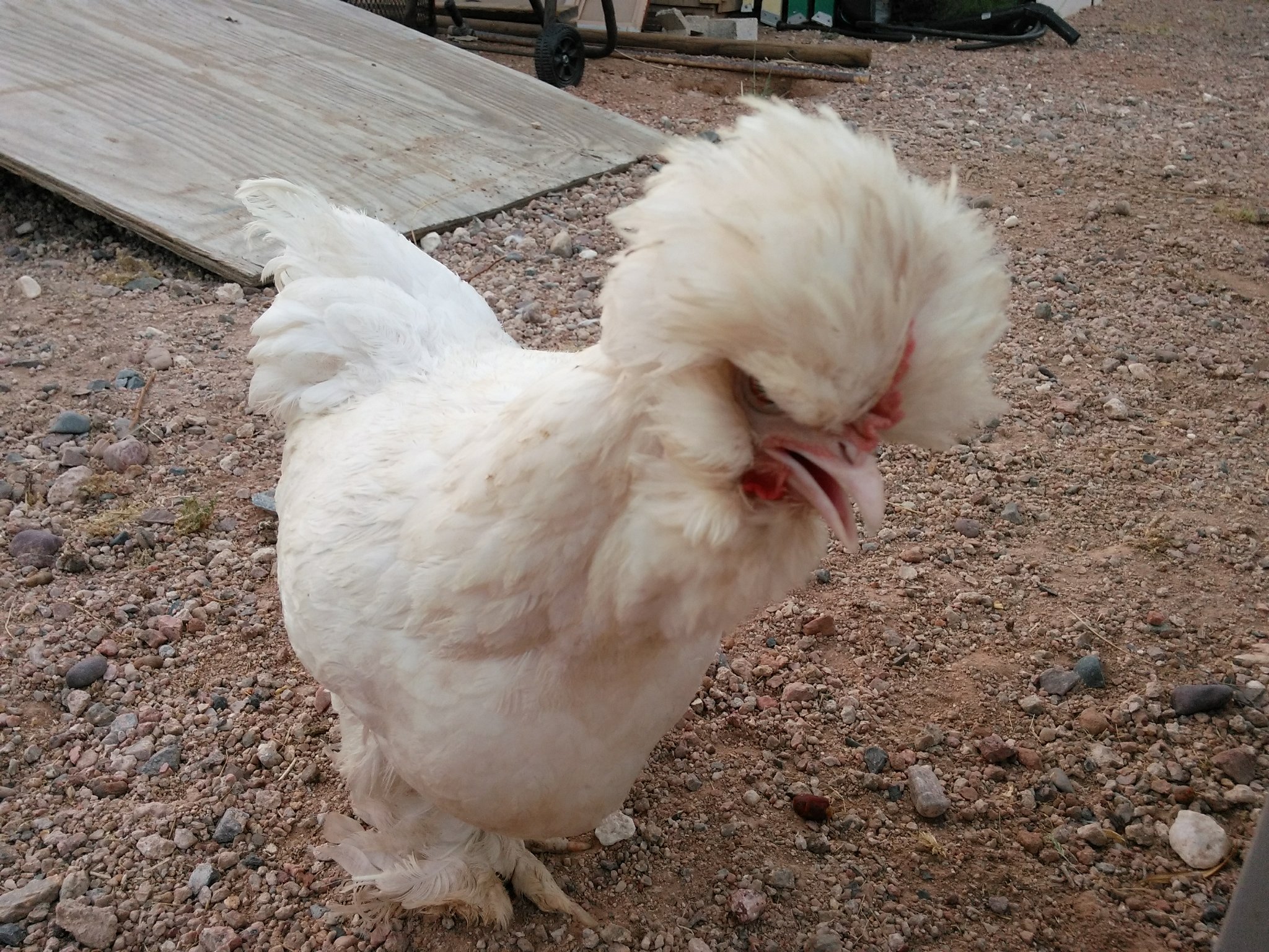 This is Marilynn.  She's quite a character.  She's the oldest and smallest in our flock, but still rules the roost.