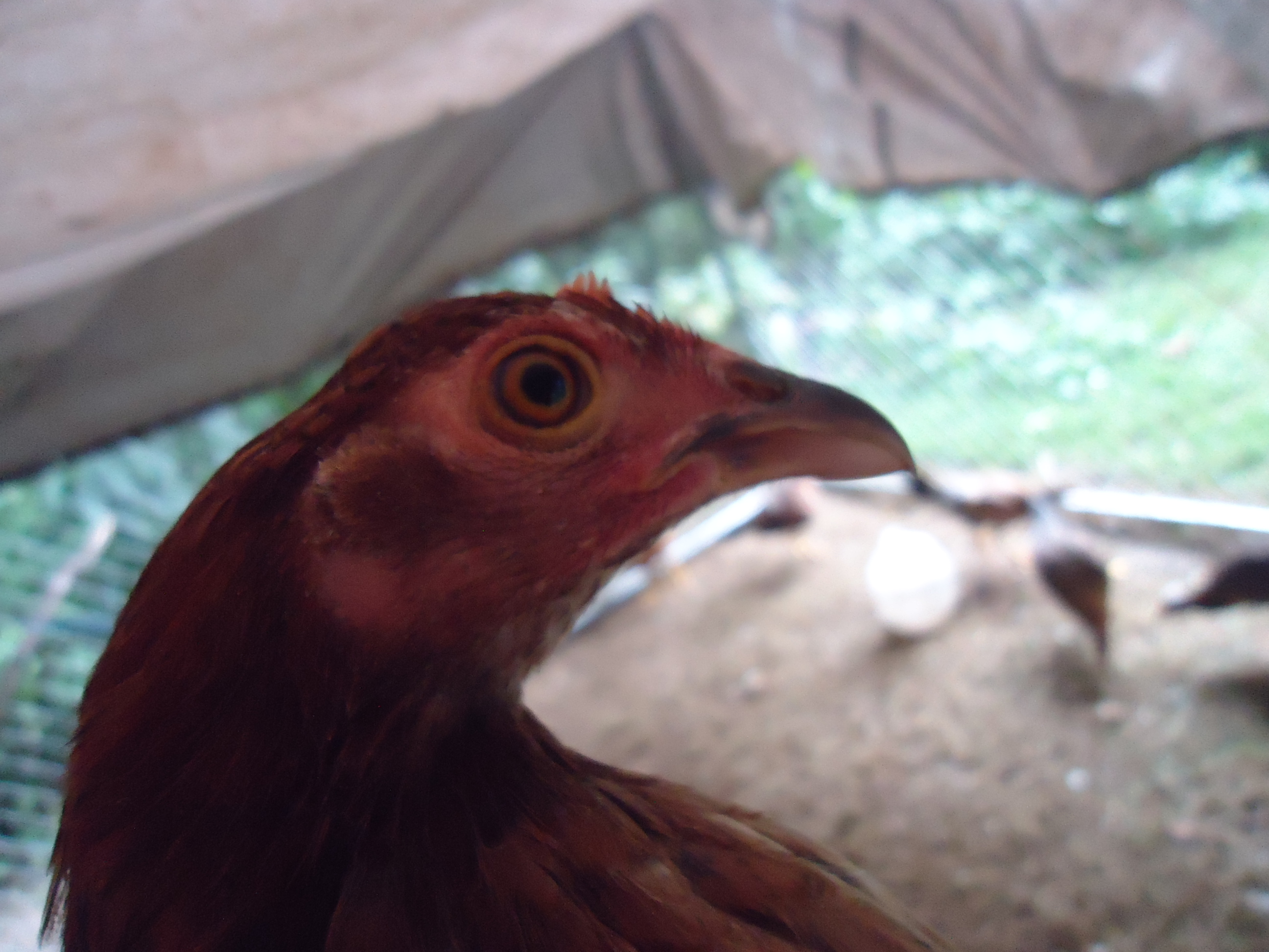 This is Marmalade (she is currently broody)