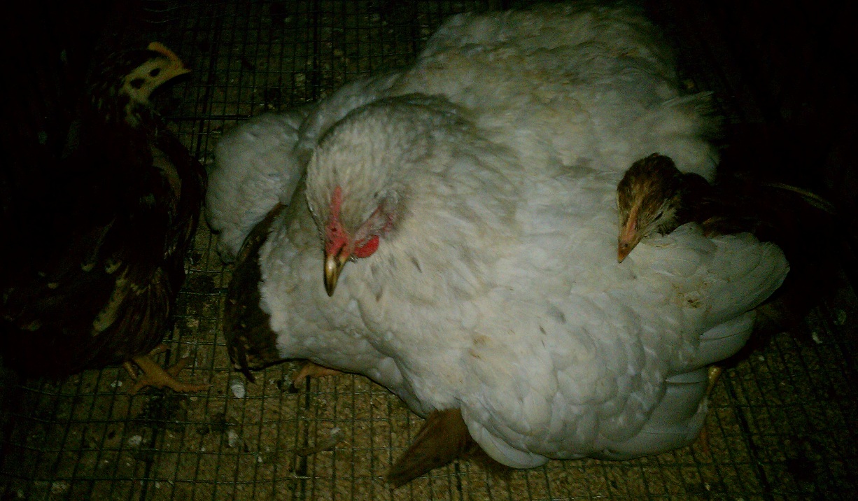 This is Mary a few days ago out in the coop with her RiR chicks