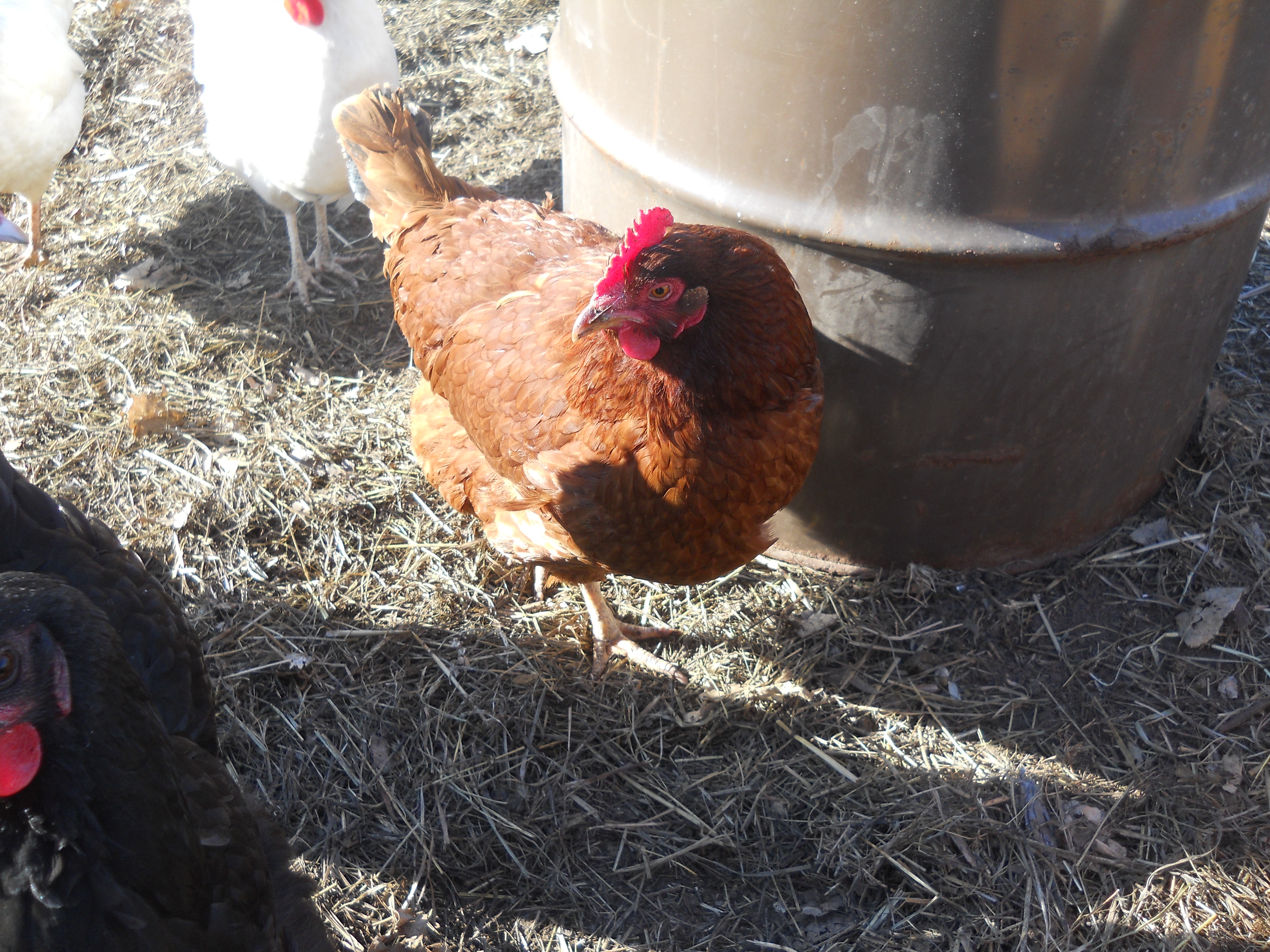 This is May Bell she is 6mths old and just started giving me eggs last mth, lg dark brn egg, She is a golden comet, She too has a forever home here.