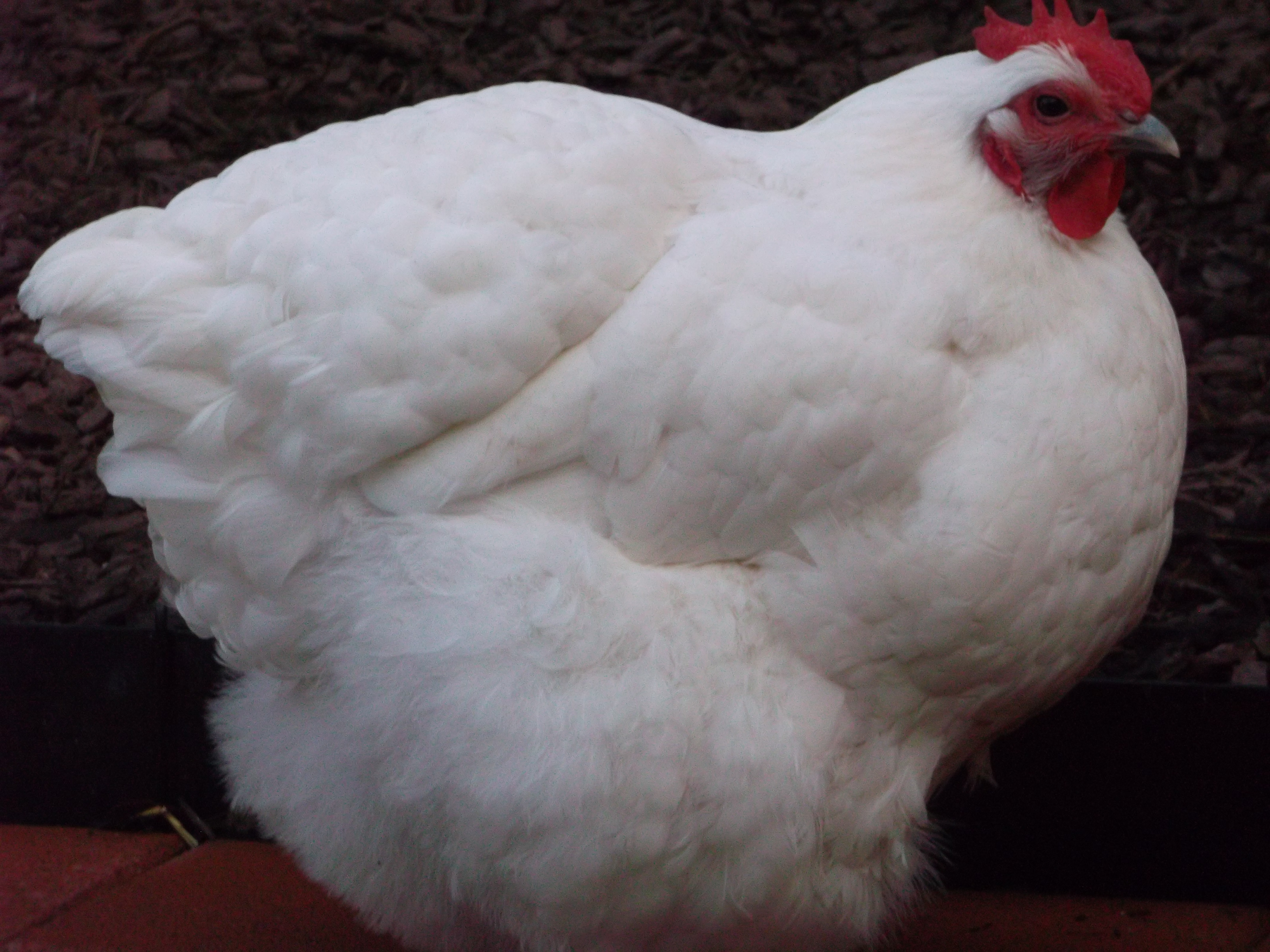 This is ''Mean'' Mabel.She likes to ''remind'' all those lower in the pecking order of their place in life!