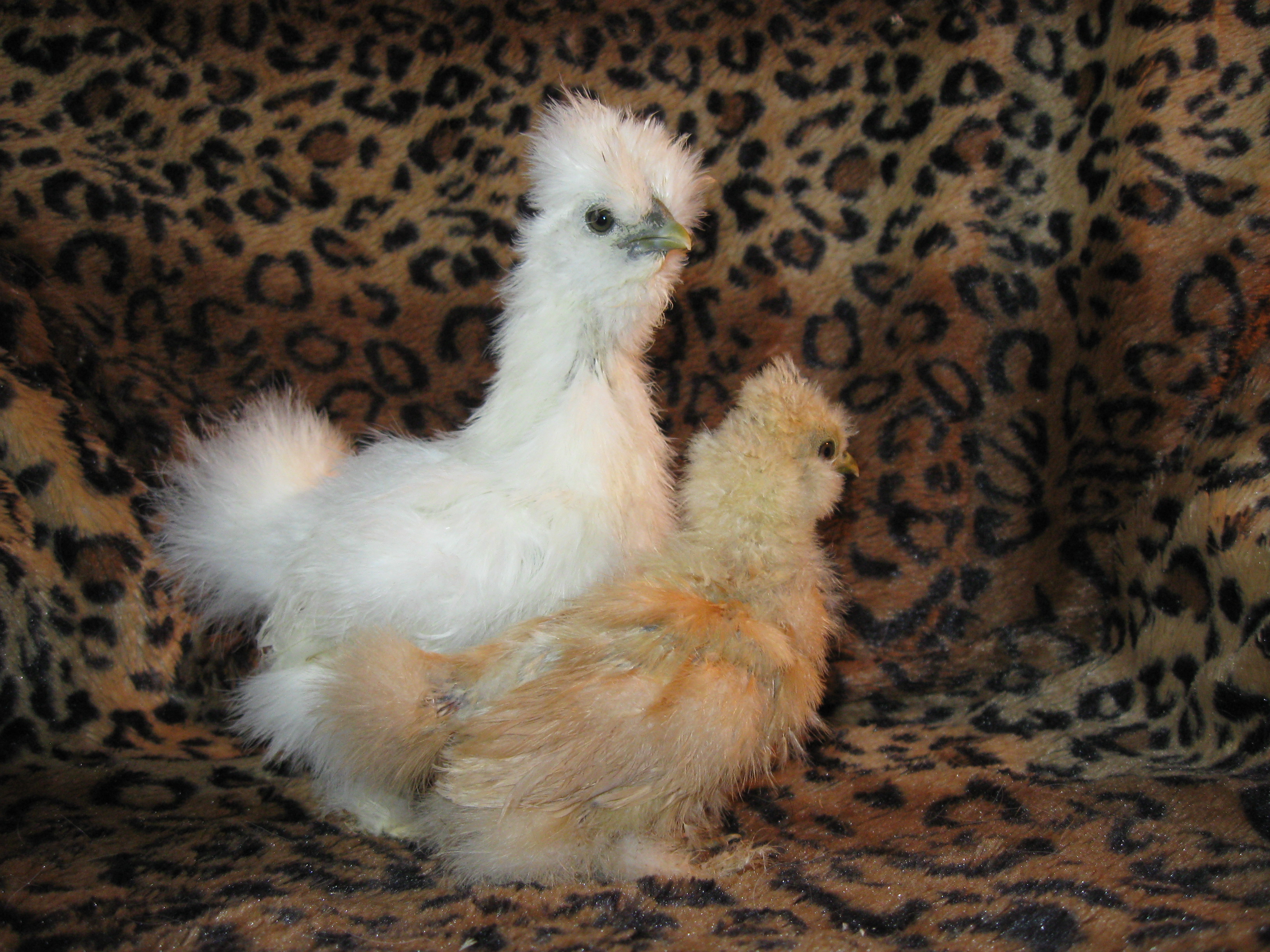 This is Meshach (h 12/13/11) and Navidad (h 12/26/11). Navidad was hatched with some type of neurological disorder causing him/her to 'bobble" his/her head every few minutes. Meshach is very protective over his little buddy! He is constantly by Navidad's side and worries if the little chckie is out of his sight. My first Silkies (and chickens!) and I love them all madly! (Meshach has 2 sibs)