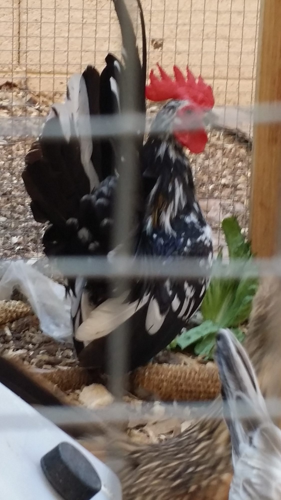 This is MGJR {Mircle Guy, Jr.} this roo was over the breeding coop first this early 2015 season, we have 20+ chicks from him, we then pulled him, let the girls clear, and now "toad" {pictured in this ablum} is over the coop hens. MGJR pictured here, is the sire to the 2015 Dragon type pullet, pictured in the 2015 Chick Album.