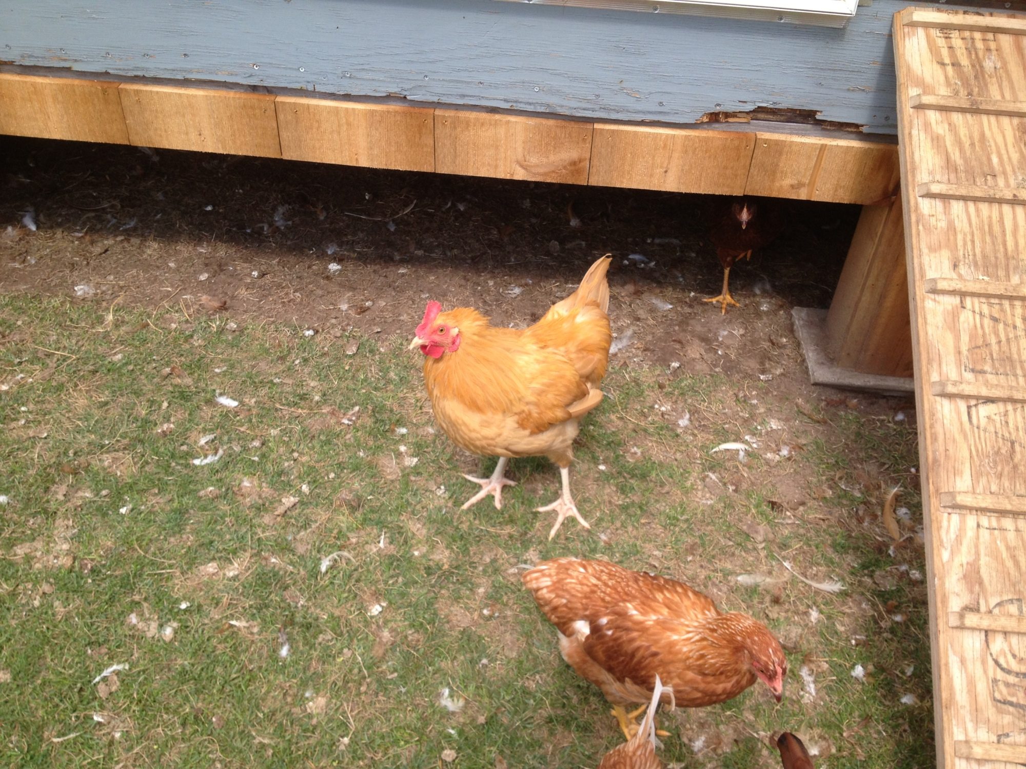 This is Mick my Buff Orpington rooster.