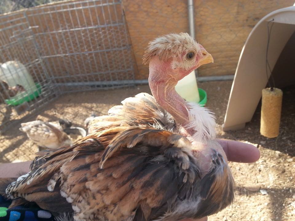 *
this is miss fancy pants