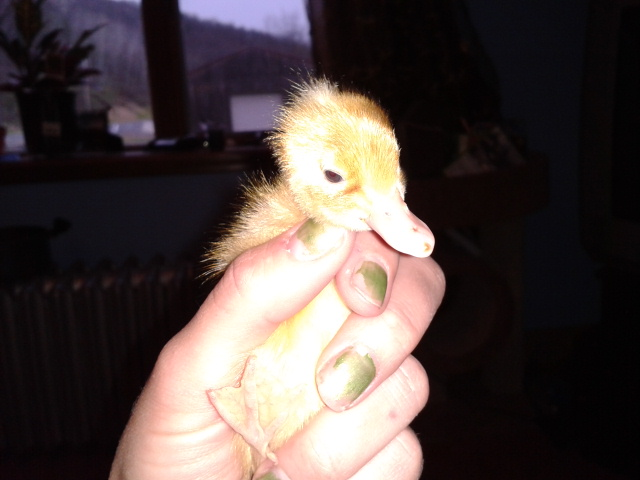 This is Miss Lily, Crested Fawn and White Runner at 2 days old