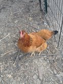 This is Miss Priscilla, or Miss Prissy as I usually call her. She's the "slowest" of our hens. I often say that she'd ride a short bus, if you know what I mean.