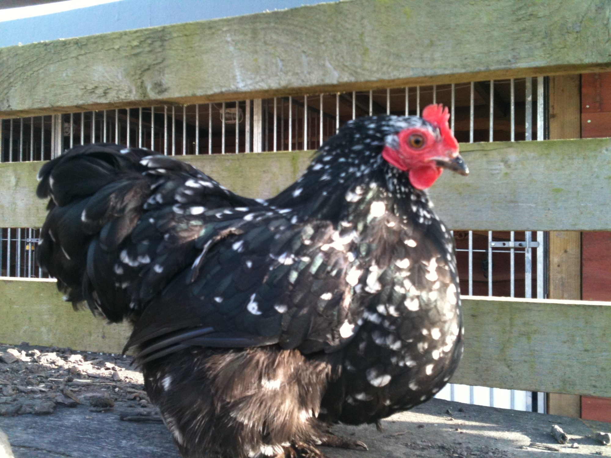 This is Missy a Bantam
(not sure what breed)