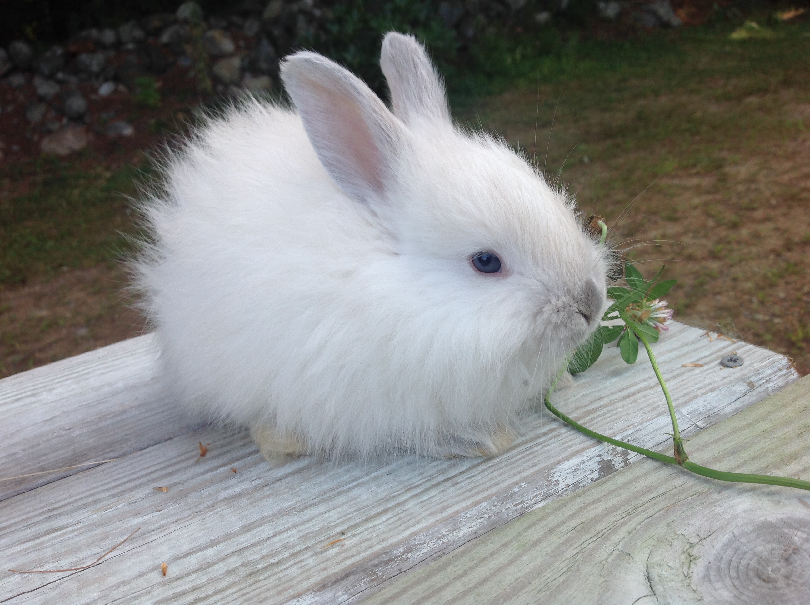 This is Mitzi, she's a 5 weeks old French Angora,  lilac point!  I want my babies!   Countdown to 9, 19, 14!