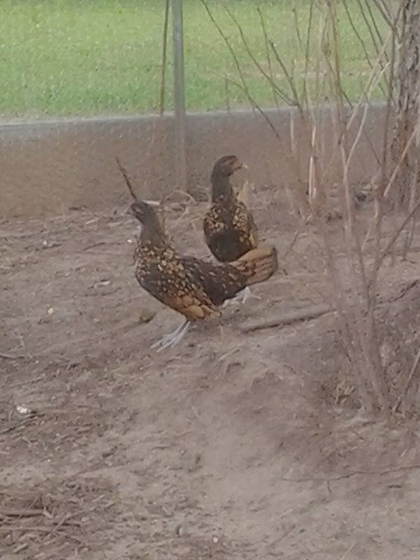 This is Moon and Star for Now