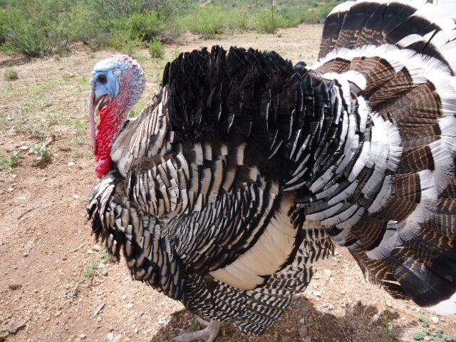 This is Mr. Henry my Narragansett 2 year old Tom