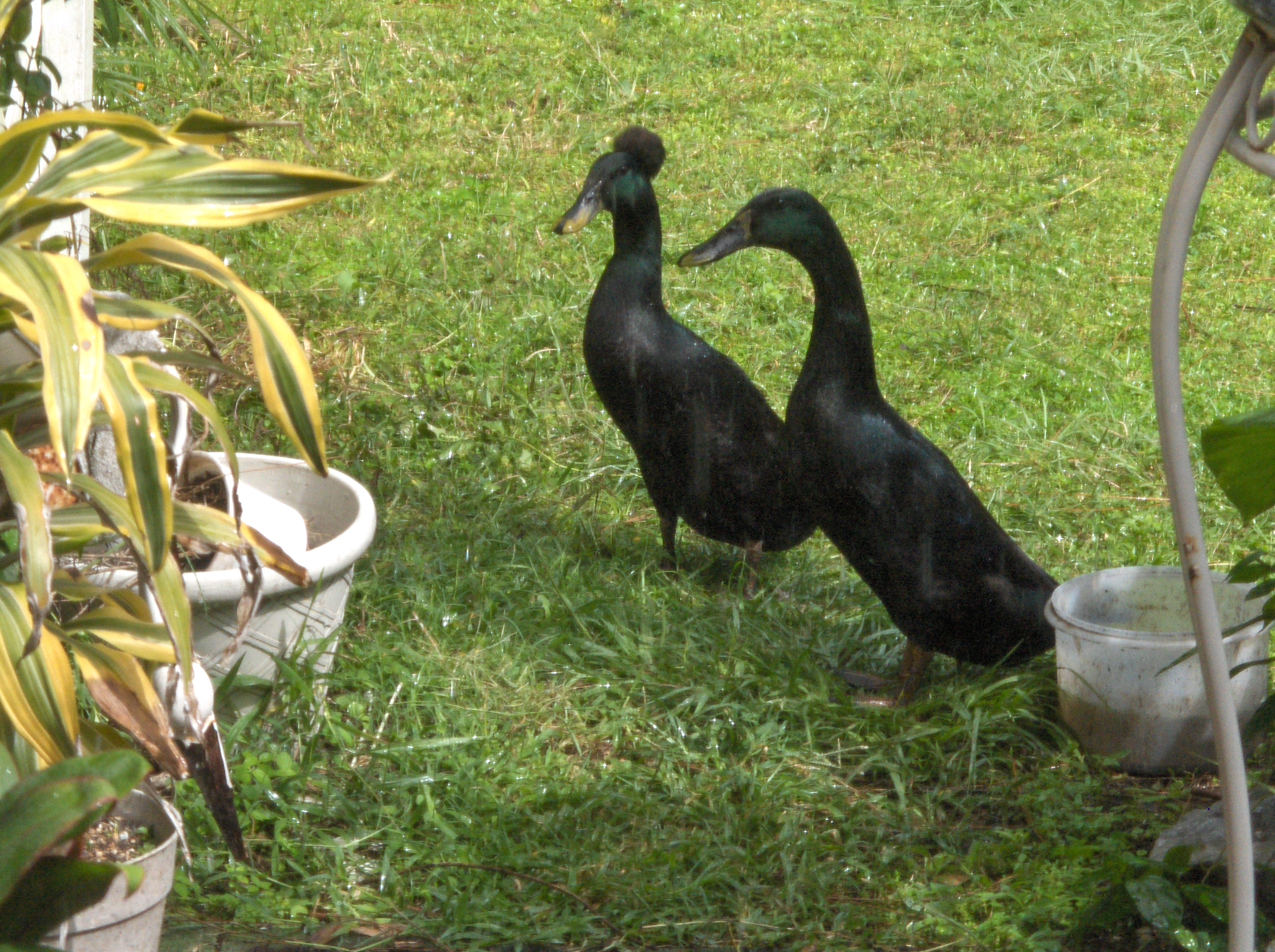 This is Murphy & Danny Boy