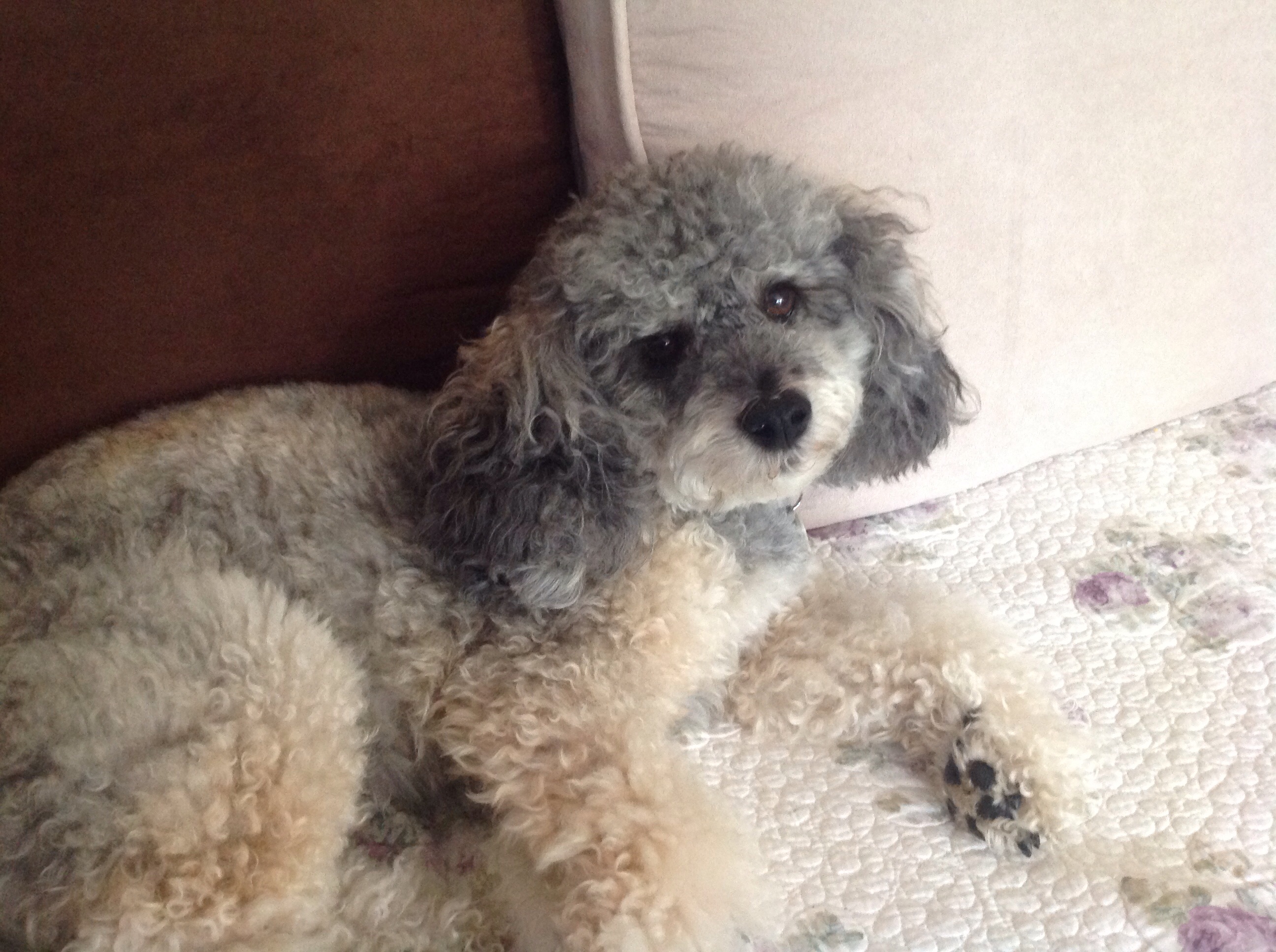 This is my 5 year old Poodle mix that I fostered for Bay area Poodle Rescue and I ended up adopting him.  My husband has nick named him Bubba, which fits his personality, LOL!