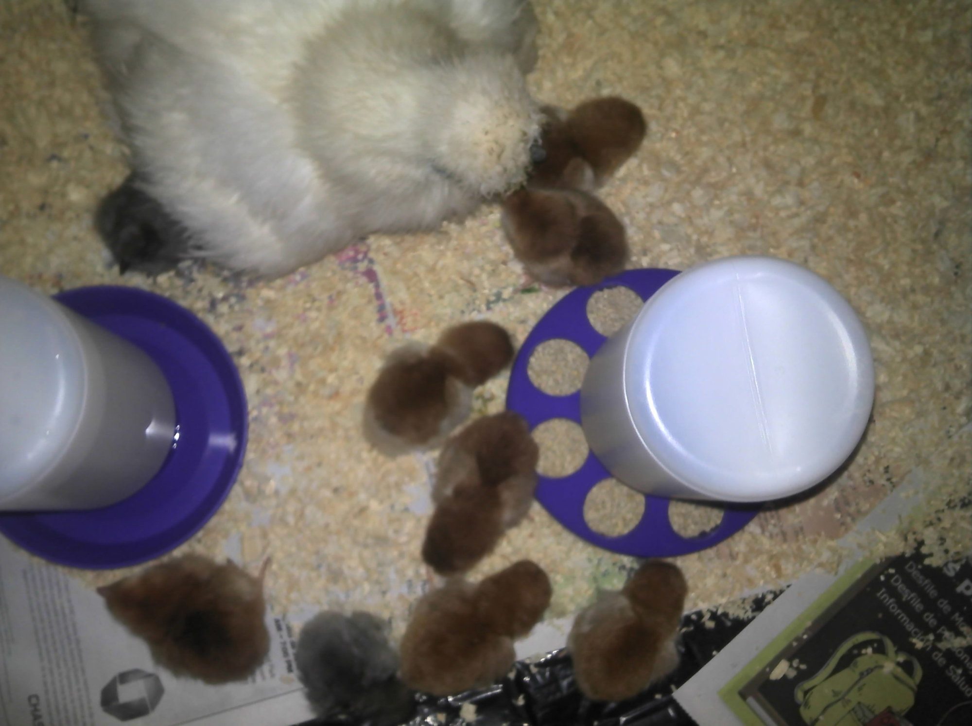 This is my alpha hen and her new babys we got her from Ideal. Her eggs did not make it full term , they all died in the middle of the prosses, she became broody in the middle of the summer.