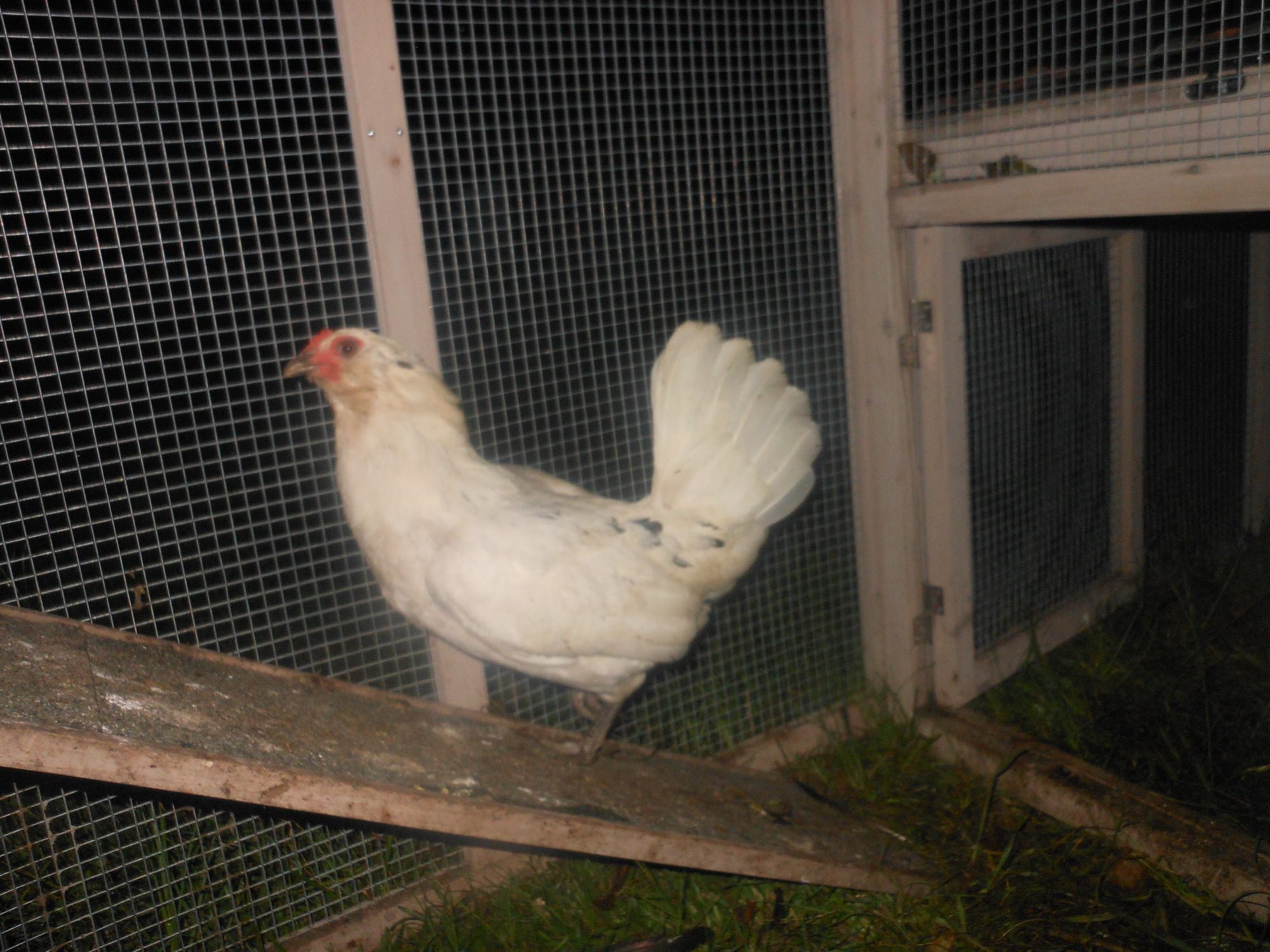 this is my americana hen Sequin.:-)