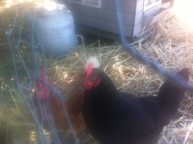 This is my Australorp! She is only one year old as I am downloading this. And she runs pretty fast. And she is very cute!