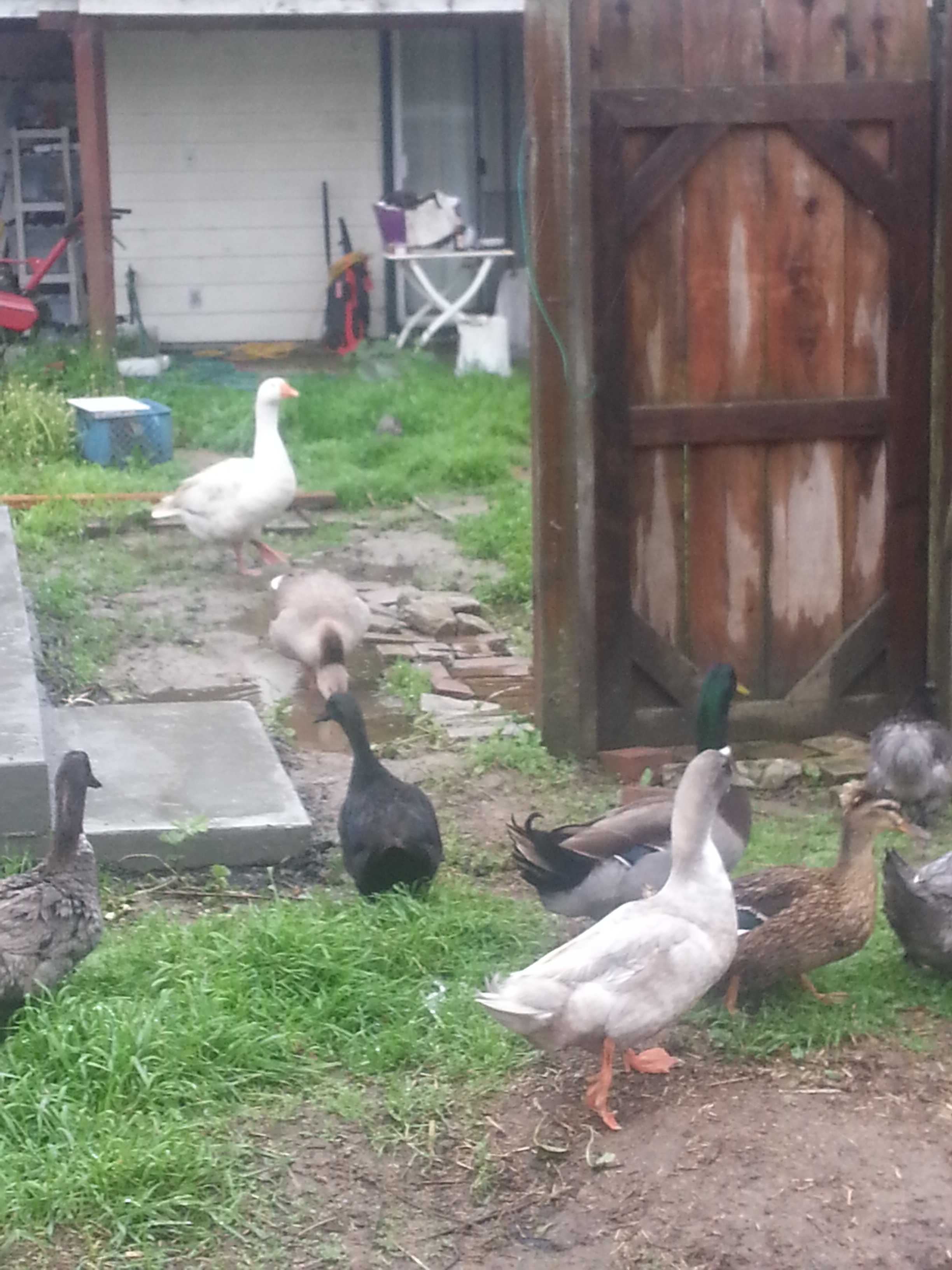 This is my babies using the backyard along with the back back, See, the gate WAS the fence line, but the wind took half of it down. So, wire went up, and we decided (3 years ago) to move it back about 5 feet, to expand the backyard. (dog area). Then, I decided I needed a shed (Tuesday, I cannot wait) so in went the cement slab foundation with a step. more of the fence had to come down, so now I have hardware cloth fencing various parts of the yard so the dogs don't mingle with the birds. Today, the dogs are inside, and the birds have the run of the place.
Here we see Mysery in the foreground (boy, no CLUE besides blue swedish...I have no white birds) with Bobross my crested mallard and baby, my cayuga/mallard mix. Clyde is way back there.