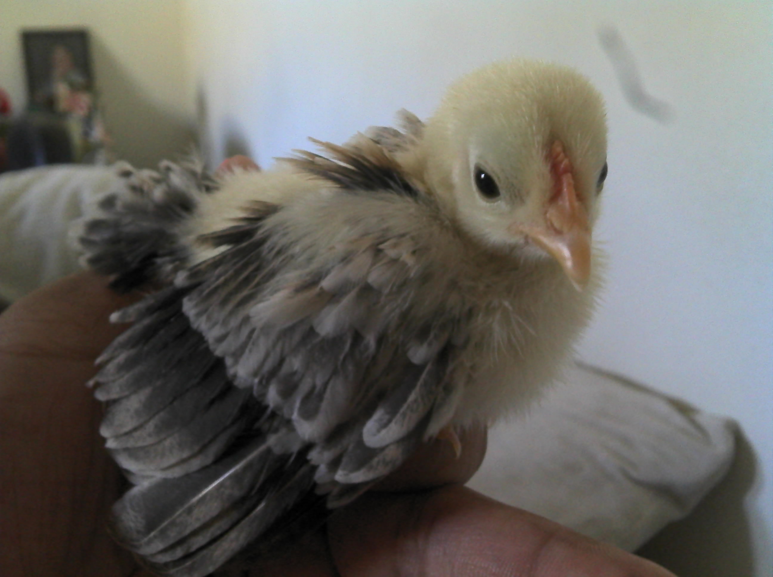 This is my baby boy serema. We named him stuart because hes so little...Like stuart little the mouse..