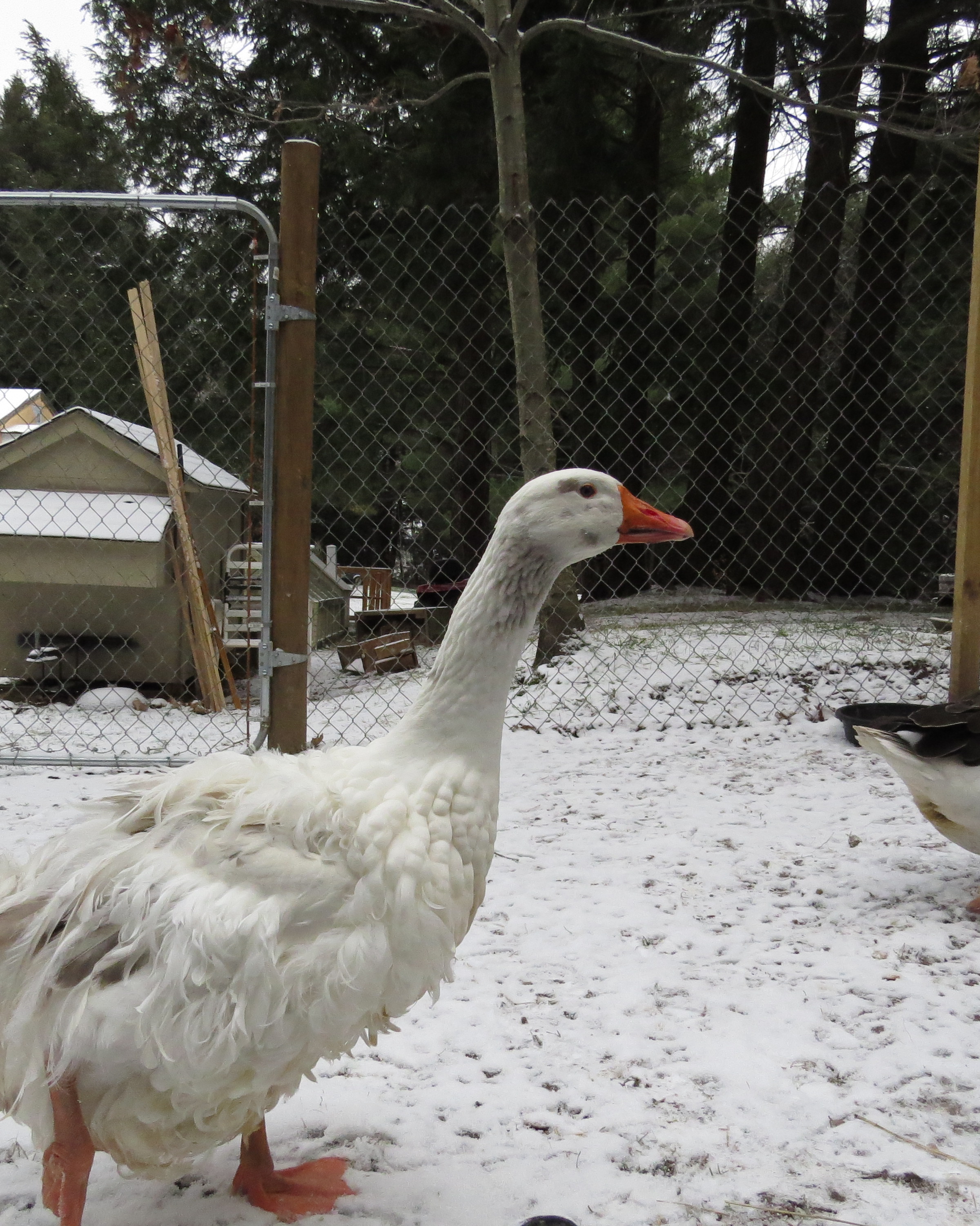 This is my baby gander "Rag's Ragland" named after a very slap happy actor who played in shows from 1935-46 when he died.  Rags shines his baby blue eyes and tilt's that head at you and he seems to just make me smile ;)  Born 4/13