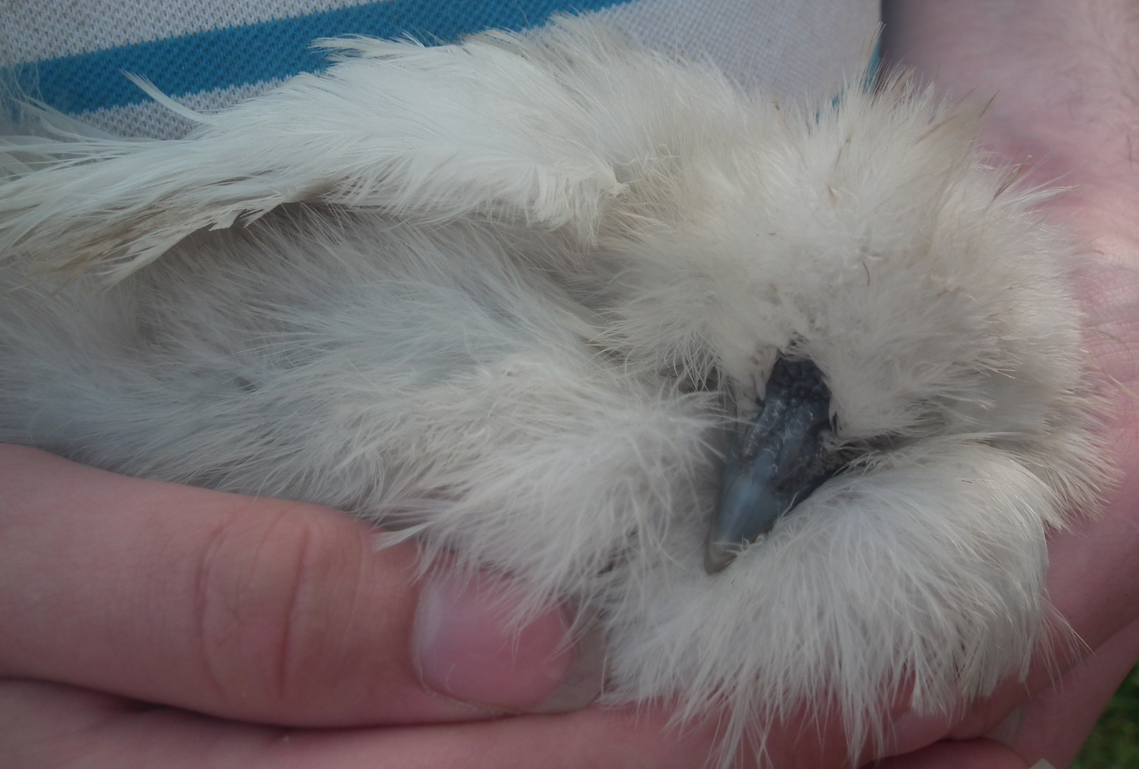this is my baby, snowy, and I love her so much :3