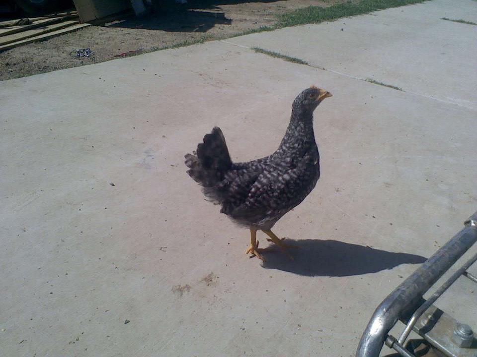 This is my barred rock roughly 1 month and 2 weeks old