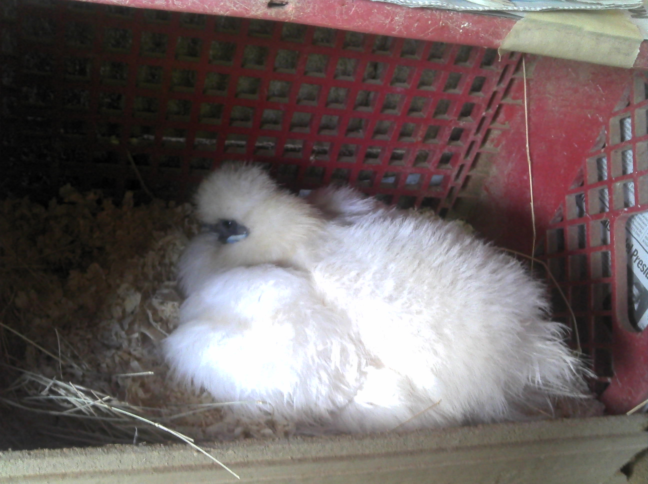 this is my blanca she is the alpha hen of my silkies and frizzles. She was broody in this pic.