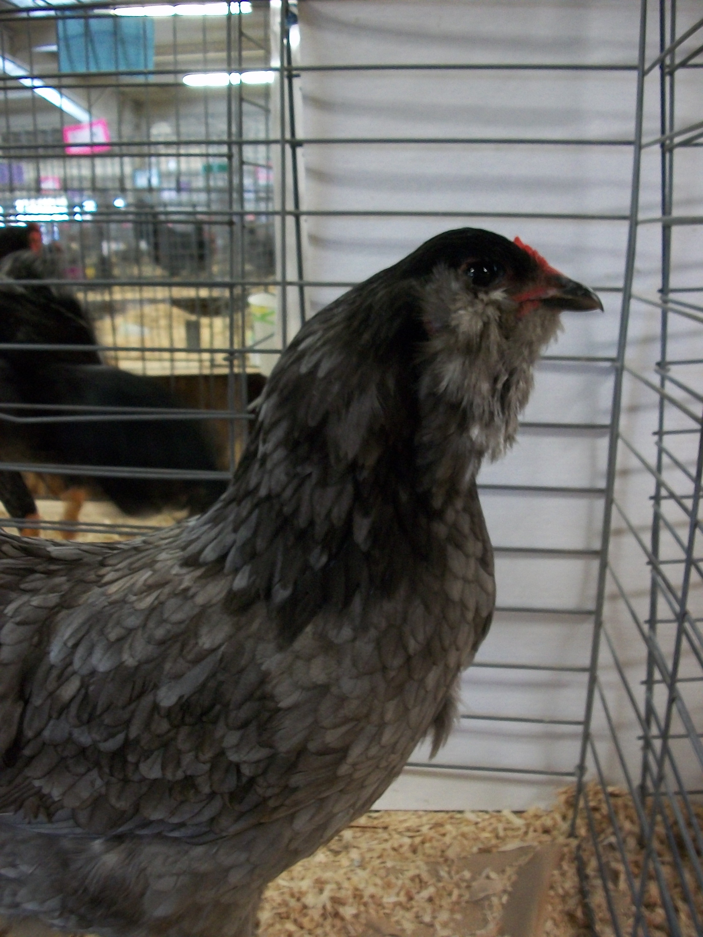 This is my Blue Amerucana hen at the GCPF show in Hollister a couple of years ago. She was a year old in this picture, and she looks even better now that she has aged some.
Her beard and muffs are fuller. She does very well in shows, and I am currently looking for a blue rooster so I can hatch some more blues. :)