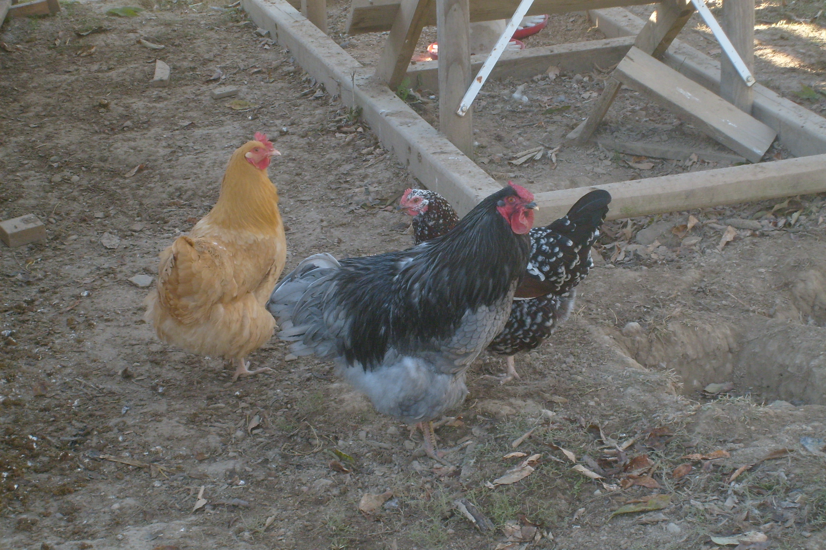 This is my Blue Wynadotte .He does a good job of protecting the hens.He does keep the Buff Rooster straight.