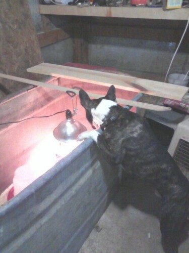 This is my Boston Terrier, Harley. He loves watching in the stock tank when we have new chicks. He goes and checks on them all the time.