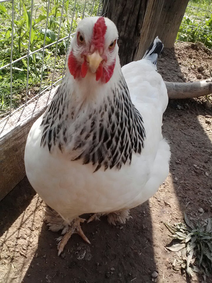 *This is my Brahma. Her name is Angel. She is so clueless. she gets herself lost and freaks out! its so funny though.... She died from Separation on January 20th, 2012 from being separated from Fluffy. She was always with fluffy and never left her side. if was sad... :(