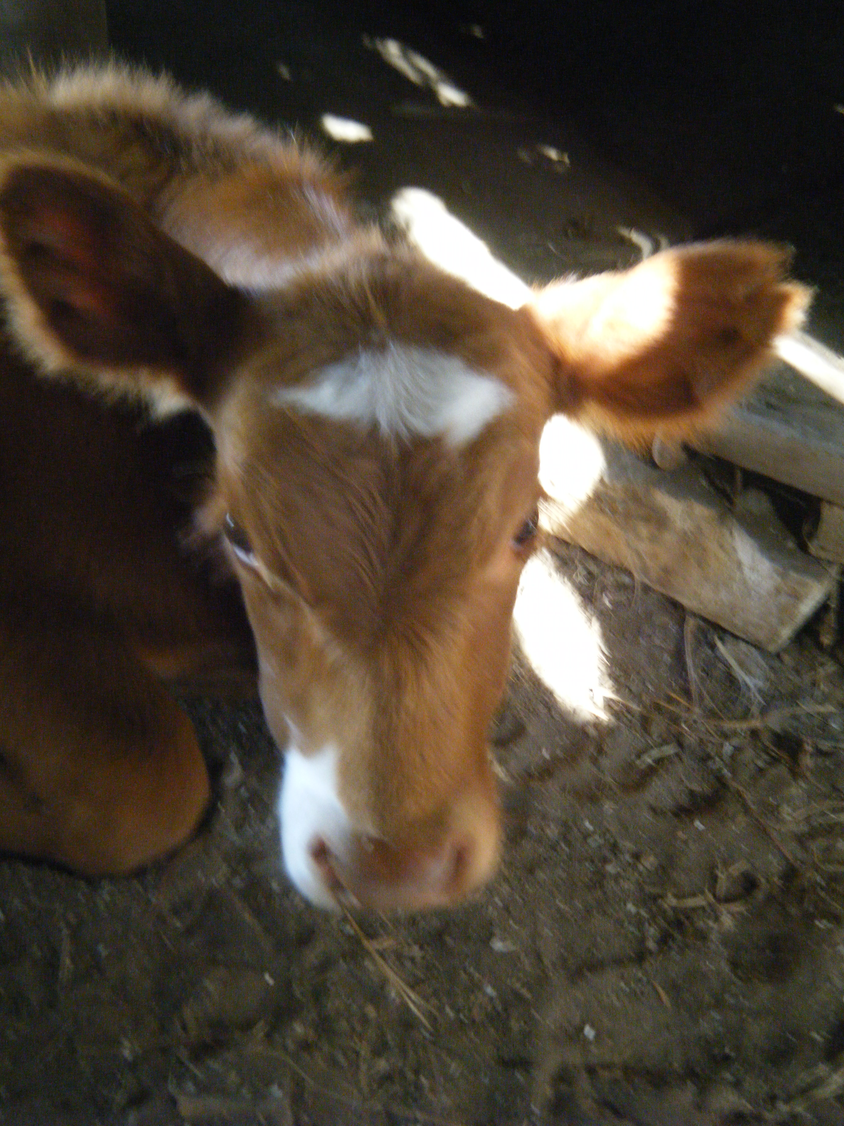 This is my Bucket Calf from a couple years ago.  His name was Drool. :P