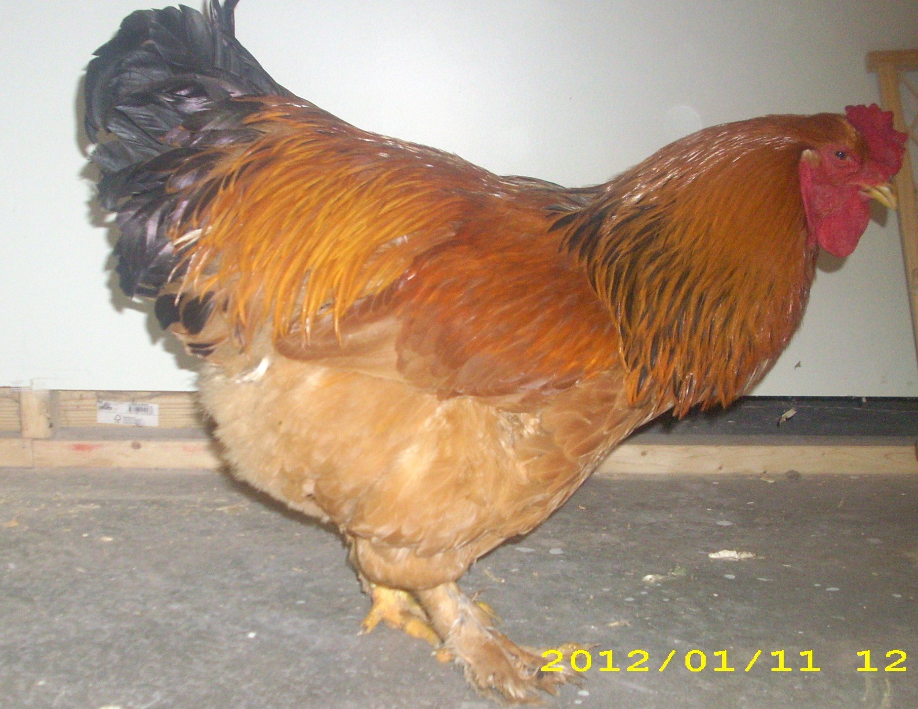 this is my buff brahma cockerel