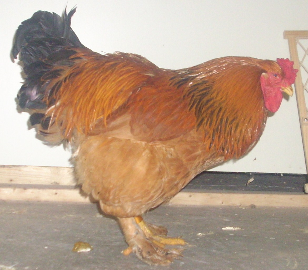 this is my buff brahma cockerel