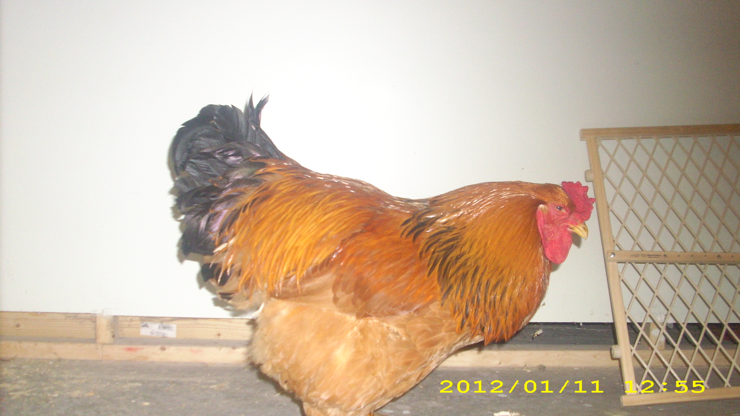this is my buff brahma cockerel