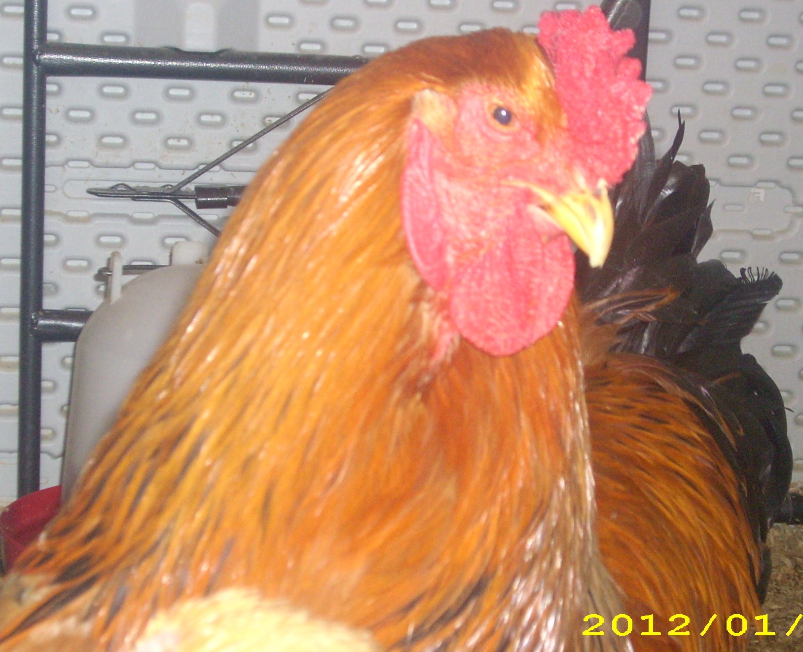 this is my buff brahma cockerel