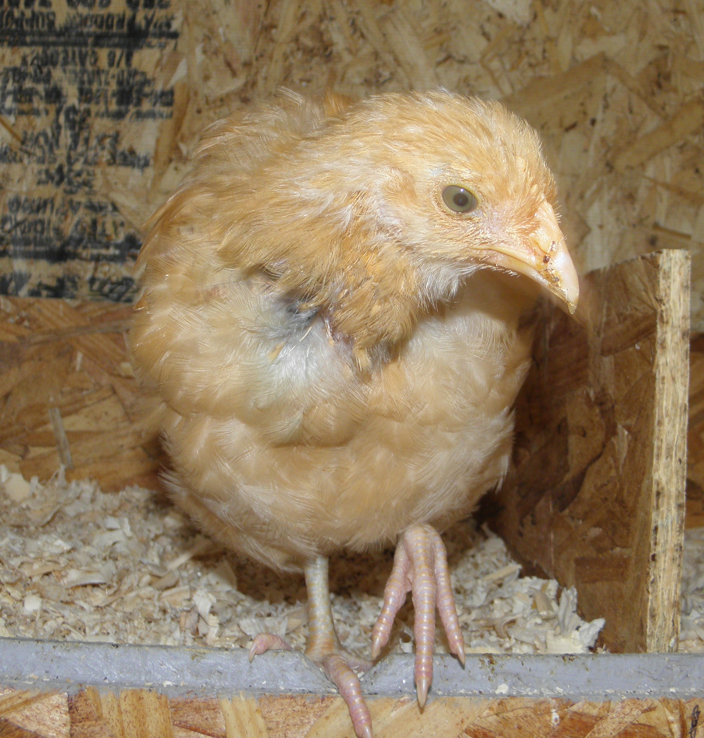 This is my Buff Orpington Goldielocks born April 30th 2012.  She is the sweetest, smartest one in my flock.  She loves to be held, knows her name, comes when called and tries to climb on my shoulder like a parrot! She also "mothered" Annabell my little Ancuna who sadly passed away.
