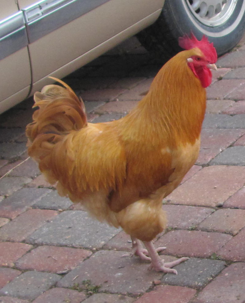 This is my Buff Orpington rooster, 8 months old.  He is beautiful in the sunlight.  His iridescent feathers have an orange glow.  His harem includes 4 Buff hens, 1 RIR, 1 BPR.  I would include 3 SLW, but they fight him off. !!  He doesn't like any human strangers coming into his territory.!!  Otherwise is pretty docile.