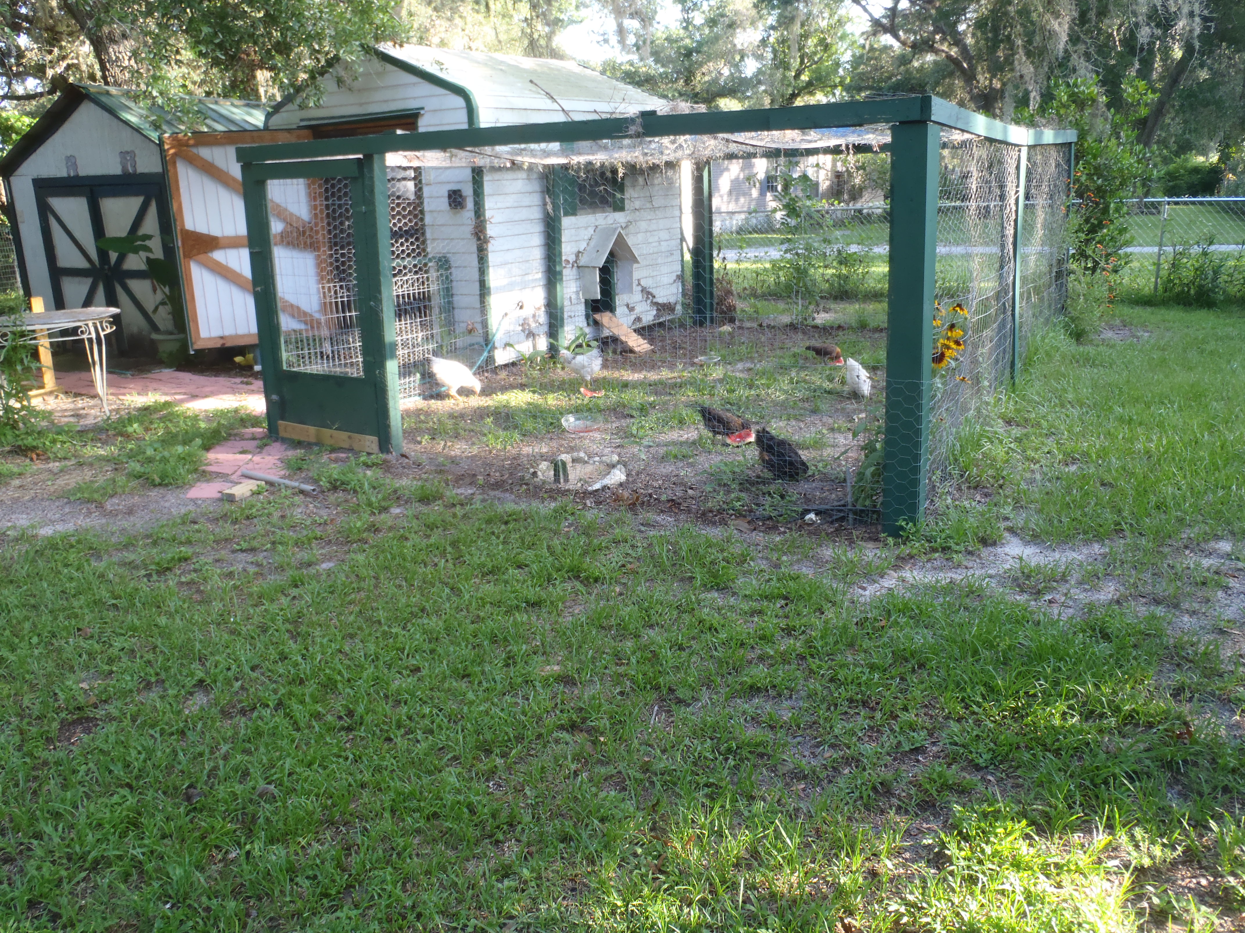 This is my Chicken house and run. I am allowed 6 total and no rooster.